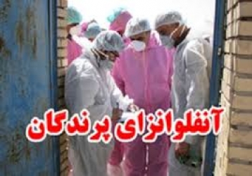 ۱۷ میلیون قطعه مرغ مبتلا به آنفولانزای فوق حاد پرندگان امحا شدند ۱۷ میلیون قطعه مرغ مبتلا به آنفولانزای فوق حاد پرندگان امحا شدند