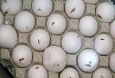 بیش از 4 تن تخم‌مرغ فاسد در آستارا کشف شد