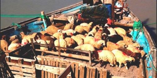 شرایط خیلی بحرانی‌ است/ روزانه حدود ۳ هزار لنج اقدام به قاچاق دام زنده از کشور می‌کنند