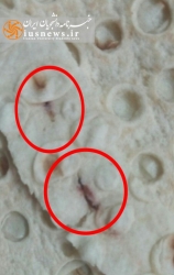 رد پای حشرات در نان دانشگاه +تصاویر