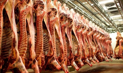 65 میلیون راس دام در  دامداریها انباشت شده است / قیمت هر کیلو گوشت به کمتر از ۱۰۰ هزار تومان رسید!