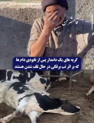ضجه دامدار میان گله مرده؛ فاجعه واردات آلوده