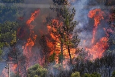  آتش دوباره در جنگل های ماسال برافروخته شد