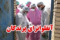 ۱۷ میلیون قطعه مرغ مبتلا به آنفولانزای فوق حاد پرندگان امحا شدند ۱۷ میلیون قطعه مرغ مبتلا به آنفولانزای فوق حاد پرندگان امحا شدند