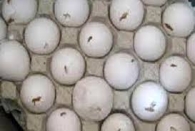 بیش از 4 تن تخم‌مرغ فاسد در آستارا کشف شد