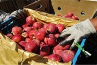 ۹۰۰ تن سیب تنظیم بازار شب عید در سردخانه باقی ماند؟!
