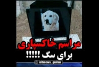 ماجرای مراسم تشیع و دفن ‌ سگ در یکی از مساجد گیلان
