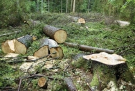 از دستگاههای متعدد متولی تا تصرف، تخریب، قطع و خروج غیرقانونی درختان دو هکتار از جنگلهای هیرکانی ؟!