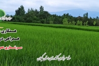 سامانه جذب نیروی سرشماری عمومی کشاورزی ۱۴۰۳ در درگاه ملی آمار فعال شد