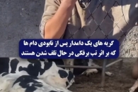 ضجه دامدار میان گله مرده؛ فاجعه واردات آلوده